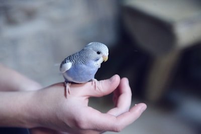 Cockatiel bird