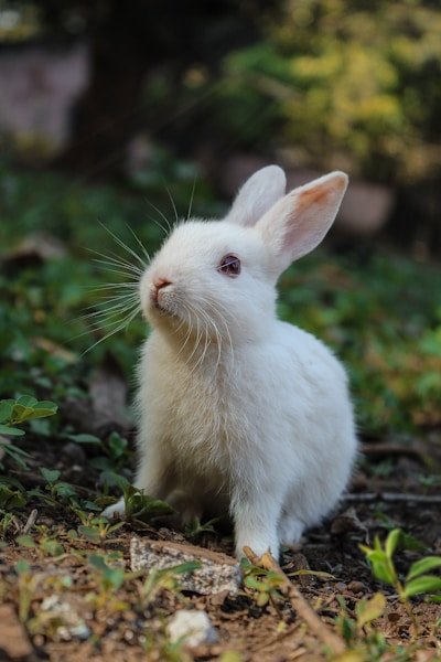 Bunny rabbit