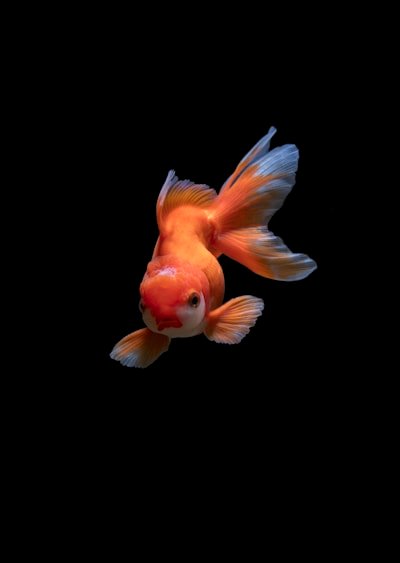 Goldfish in bowl
