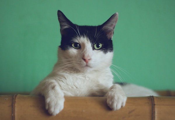 Cat eating food