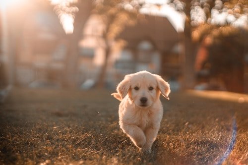 Pet Toys