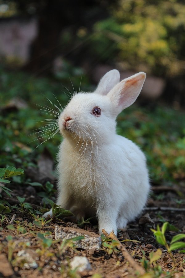Bunny with food bowl