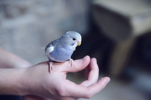 Bird & Fish