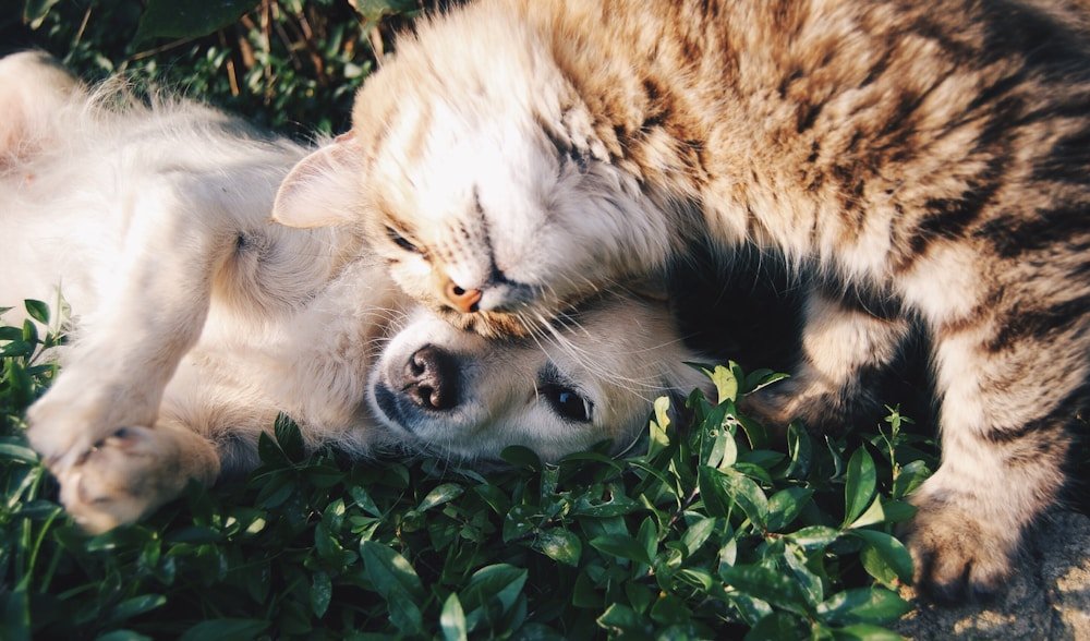 Happy pets family - Dogs, Cats, Birds, Bunnies